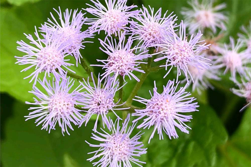 Mistflower (Conoclinium)