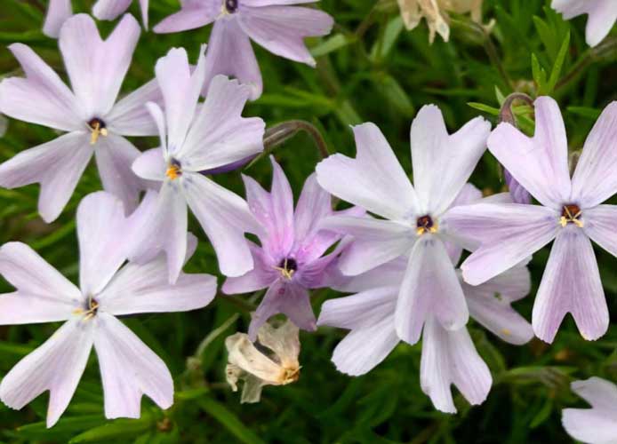 image of phlox flowers